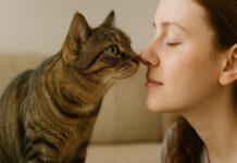 Perché il gatto ti annusa il respiro o la bocca Perché il gatto ti annusa il respiro o la bocca