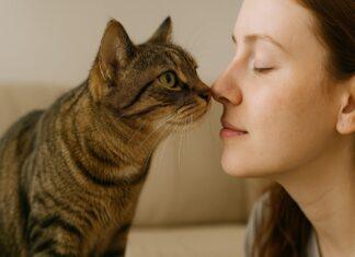 Perché il gatto ti annusa il respiro o la bocca Perché il gatto ti annusa il respiro o la bocca