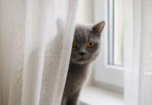 Il fenomeno del “gatto spia” dietro le tende “gatto spia” dietro le tende