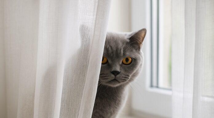 Il fenomeno del “gatto spia” dietro le tende “gatto spia” dietro le tende