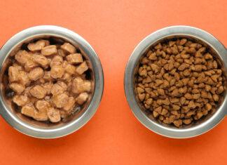 Alimentazione naturale o industriale? Falsi miti che confondono chi vive con un gatto Alimentazione naturale o industriale