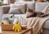 Come pulire tappeti e plaid usati dal gatto senza rovinarli Come pulire tappeti e plaid