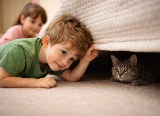 Il gatto si nasconde quando arriva il bambino: è normale? Il gatto si nasconde quando arriva il bambino