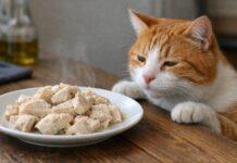 Pollo bollito per gatti: quando va bene e quando no Pollo bollito per gatti