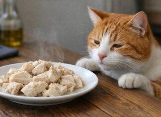 Pollo bollito per gatti: quando va bene e quando no Pollo bollito per gatti
