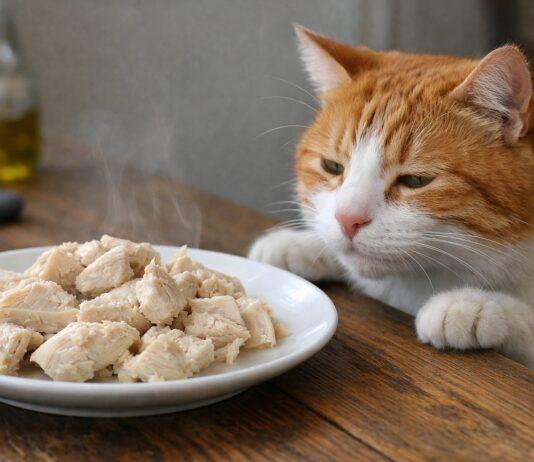 Pollo bollito per gatti