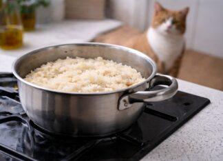 Riso per gatti: serve davvero o è solo un riempitivo? Riso per gatti