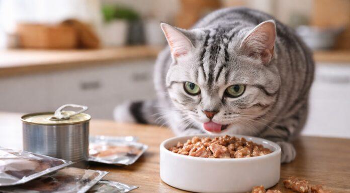 Umido per gatti: quanto darne, quando e perché è così importante Umido per gatti