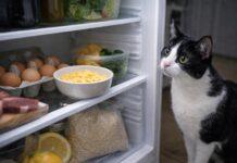 Uovo per gatti: sì, no, quando e come Uovo per gatti