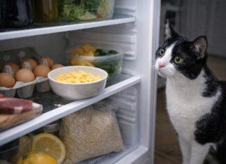 Uovo per gatti: sì, no, quando e come Uovo per gatti