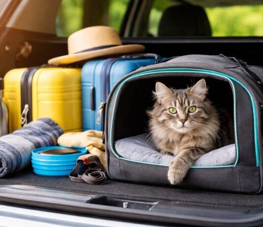 Viaggiare con il gatto: come organizzarsi, spostarsi e andare in vacanza senza stress Viaggiare con il gatto